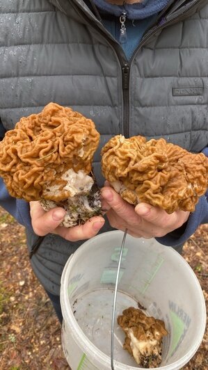 Лисички, шампиньоны и рядовки: 7 грибов, которые калининградцам посчастливилось найти в апреле  - Новости Калининграда | Фото: Анжела С.