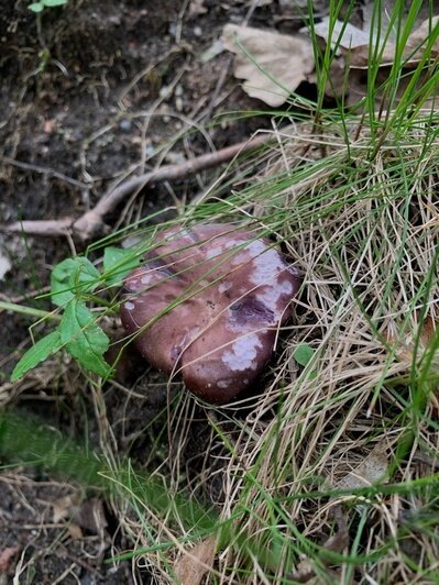 Лисички, шампиньоны и рядовки: 7 грибов, которые калининградцам посчастливилось найти в апреле  - Новости Калининграда | Фото: Виктория Л.
