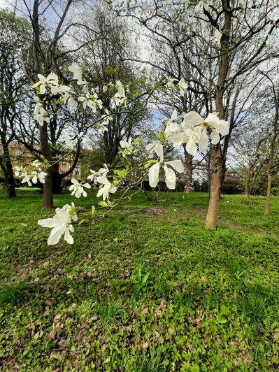 Раньше на три недели: в Ботаническом саду БФУ расцвела магнолия   - Новости Калининграда | Фото: Светлана Калинина