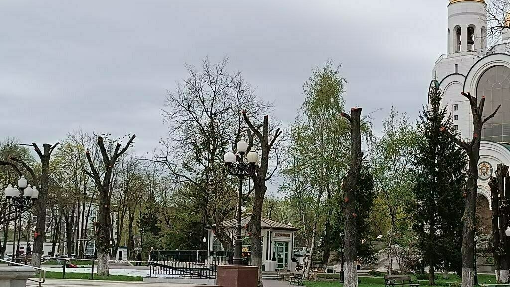 «Ужас в центре города»: депутат горсовета возмутился обрезкой деревьев ...