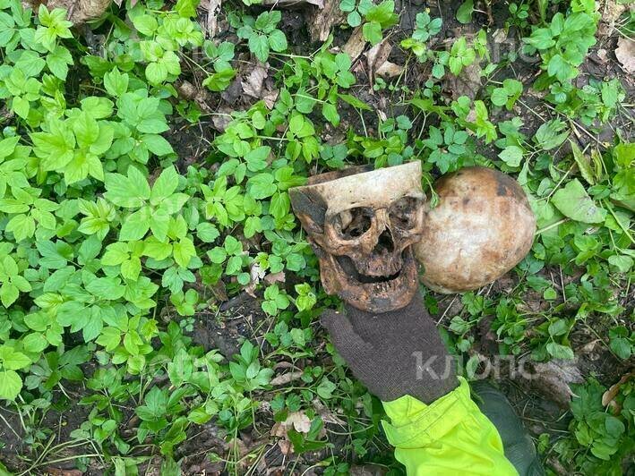 В Калининграде во время субботника на заброшенном кладбище нашли распиленный череп с латинскими буквами (фото) - Новости Калининграда | Фото: «Клопс»