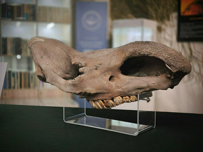 Череп носорога, который хотели незаконно отправить в США, передали в Музей Мирового океана (фото)    - Новости Калининграда | Фото: пресс-служба Музея Мирового океана