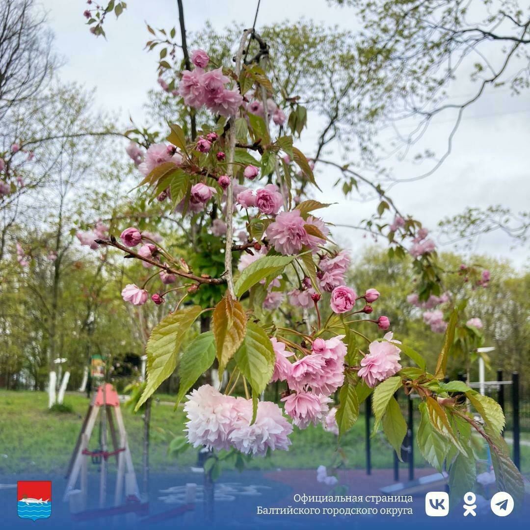 В Балтийске началось цветение сакуры - Новости Калининграда