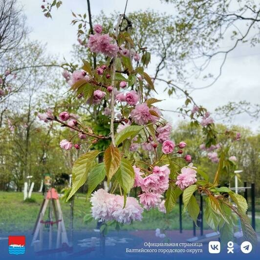 В Балтийске началось цветение сакуры - Новости Калининграда | Фото: администрация Балтийского городского округа