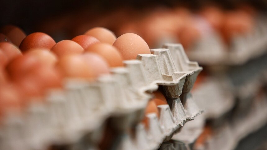 В Калининградской области на Пасху пообещали снизить цены на яйца  - Новости Калининграда | Фото: Александр Подгорчук / Архив «Клопс»