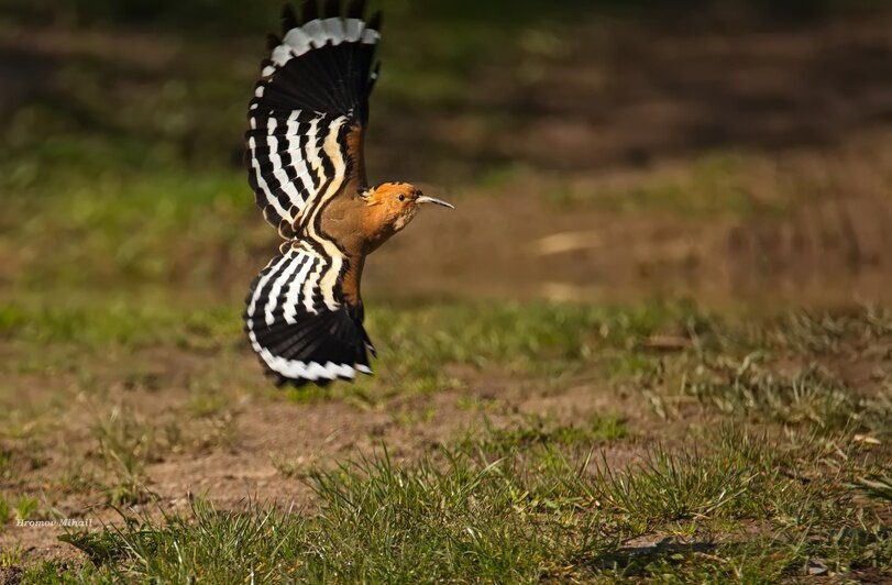 Птица удод на территории Большого Мохового болота  | Фото: Михаил Хромов