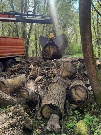 Калининградцам предлагают разжиться дровами, которые ещё недавно были деревьями Центрального парка  - Новости Калининграда | Фото: Дирекция ландшафтных парков Калининграда