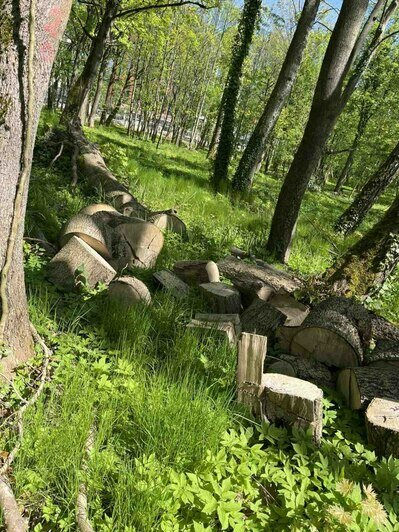 Калининградцам предлагают разжиться дровами, которые ещё недавно были деревьями Центрального парка  - Новости Калининграда | Фото: Дирекция ландшафтных парков Калининграда