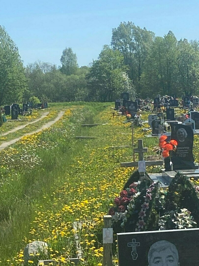 Всё в траве и одуванчиках»: жителей Черняховска возмутил вид городского  кладбища, заросшего сорняками (фото) - Новости Калининграда