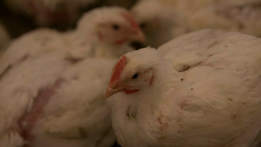 В Калининградскую область не пустили незваных куриц из Китая  - Новости Калининграда | Фото: архив «Клопс»