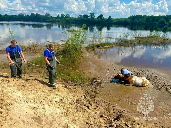 Не помогла даже лебёдка: в Нижегородской области спасателям пришлось откапывать застрявшую в грязи корову (фото) - Новости Калининграда | Фото: пресс-служба МЧС Нижегородской области