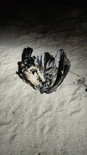 Мёртвый тюлень и один из бакланов на побережье Балткосы   | Фото: очевидец