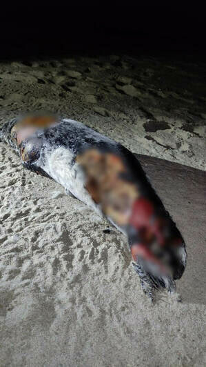 Мёртвый тюлень и один из бакланов на побережье Балткосы   | Фото: очевидец