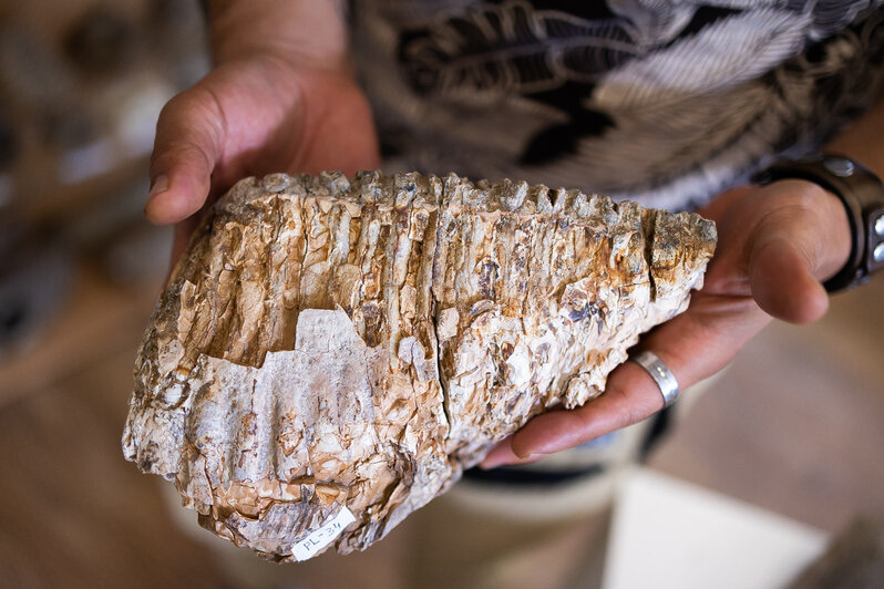 Ископаемый зуб мамонта, найденный в карьере на востоке области | Фото: Александр Подгорчук / «Клопс»