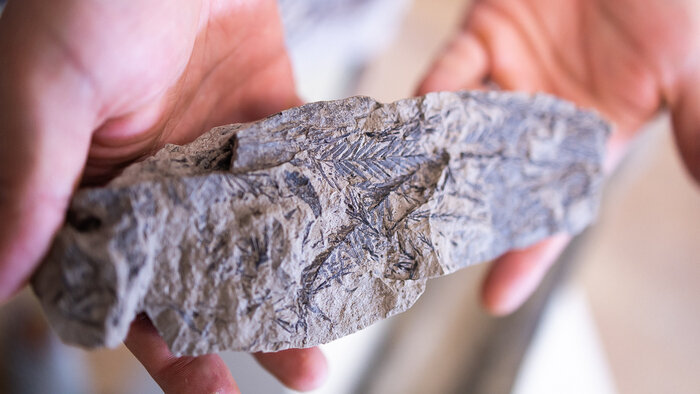 Отпечатки хвойных растений таксодиумов на плитке глины, олигоценовая эпоха, около 33 млн лет | Фото: Александр Подгорчук / «Клопс»