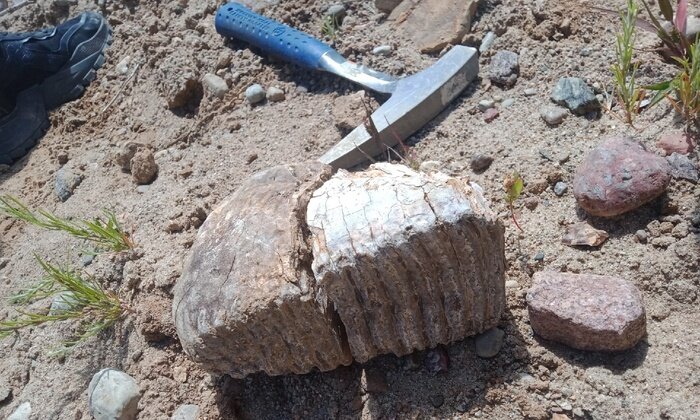 Ископаемый зуб мамонта, найденный в карьере на востоке области | Фото: Эдуард Мычко