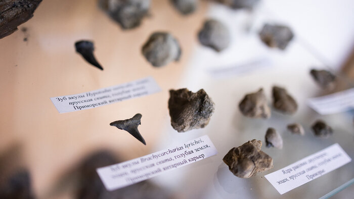 Зубы акул и другие окаменелости из янтареносных отложений голубой земли, около 37 млн лет | Фото: Александр Подгорчук / «Клопс»