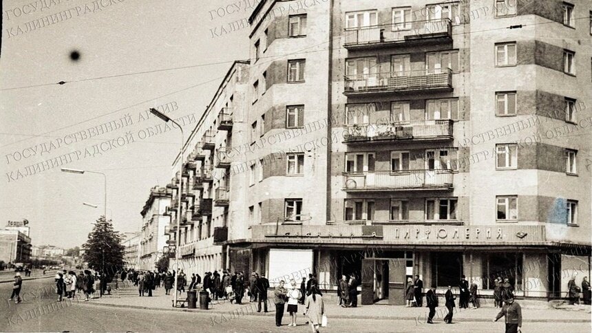 В госархиве показали, как в 60-х выглядела самая благоухающая улица Калининграда (фото) - Новости Калининграда | Фото: госархив Калининградской области