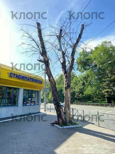 Дерево на проспекте Победы | Фото: Александр Панфилов