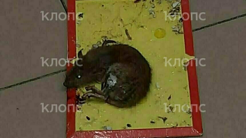 Крысу сумели поймать и уничтожить | Фото предоставила родственница пострадавшего
