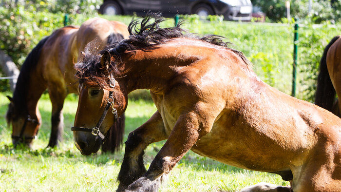 Лошадь испугалась и встала на дыбы: 25-летняя калининградка сломала позвоночник во время конной прогулки    - Новости Калининграда | Фото: архив «Клопс»