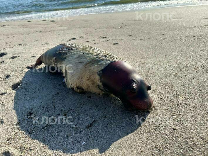 Один — совсем малыш: под Балтийском на пляж вынесло несколько мёртвых тюленей (фото) - Новости Калининграда | Фото: очевидец