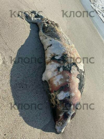 Один — совсем малыш: под Балтийском на пляж вынесло несколько мёртвых тюленей (фото) - Новости Калининграда | Фото: очевидец