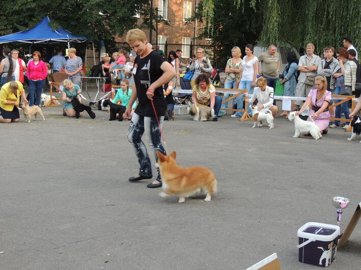 И даже танцы с питомцами: в Калининграде пройдёт необычная выставка собак разных пород  - Новости Калининграда | Фото: Евгений Норицын