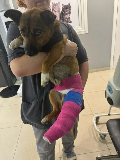 У собаки сложный перелом  | Фото: Владлена Филипская 