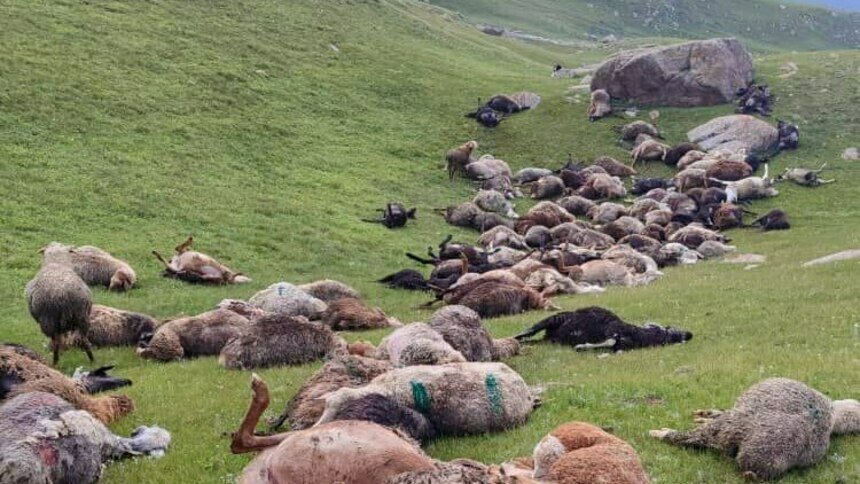 В Киргизии молния убила стадо из 250 овец (фото) - Новости Калининграда | Фото: телеграм-канал Министерства чрезвычайных ситуаций Кыргызской Республики