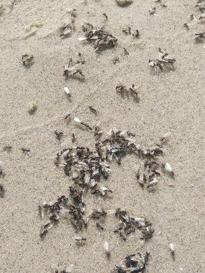 Настоящее нашествие: калининградские пляжи облюбовали летающие муравьи (фото) - Новости Калининграда | Фото очевидцев