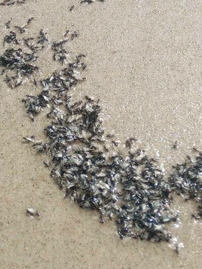 Настоящее нашествие: калининградские пляжи облюбовали летающие муравьи (фото) - Новости Калининграда | Фото очевидцев