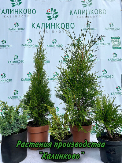 Обновите свой сад: питомник «Калинково» запустил новую акцию - Новости Калининграда