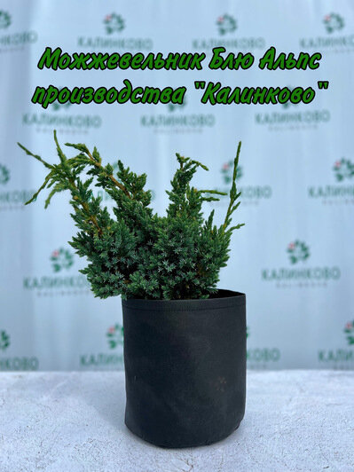Обновите свой сад: питомник «Калинково» запустил новую акцию - Новости Калининграда