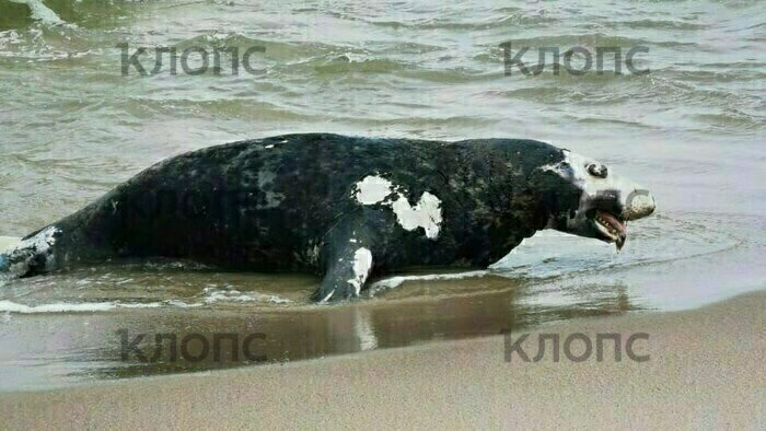 На Куршской косе на берег моря выбросило мёртвого тюленя (видео) - Новости Калининграда | Фото: Лилия Гужева
