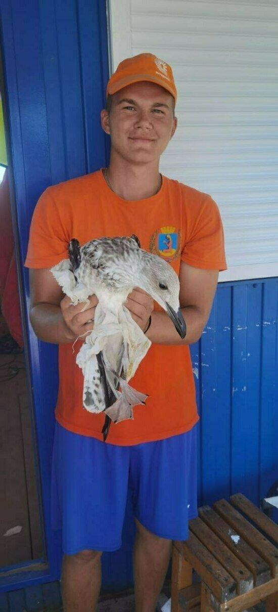 В Янтарном спасли чайку, которую сбил гидроцикл (фото, видео)  - Новости Калининграда | Фото: спасатели из Янтарного