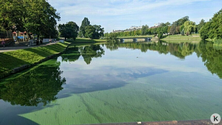 В городских прудах зацвели те же, что в Калининградском заливе, опасные водоросли (фото) - Новости Калининграда | Фото: «Клопс»