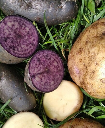 Необычный картофель радует глаз, но не влияет на вкус | Фото: из личного архива Л. Сутягиной