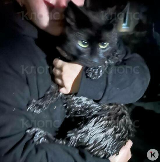 Спасённый из горящего дома кот Малыш | Фото: архив пострадавшего
