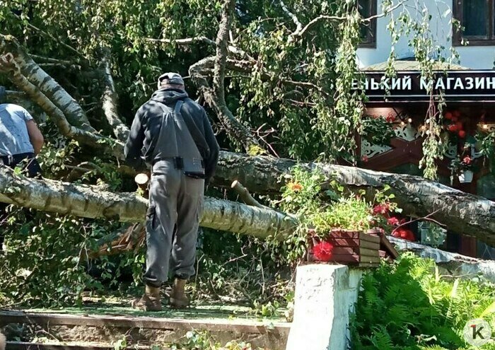 Упавшее в центре Светлогорска дерево | Фото: очевидец 