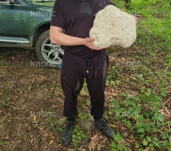 В лесах Багратионовска и Черняховска обнаружили чудо-грибы (фото)  - Новости Калининграда | Фото: предоставил Антон Беляев