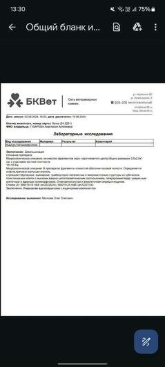 Остаётся жить месяц или два: калининградка просит о помощи для своей кошки, которая больна раком (фото)   - Новости Калининграда | Фото: предоставила Анастасия Губарева