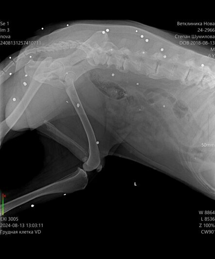Рентген показал десятки свинцовых пуль | Фото: Зоя Шумилова 
