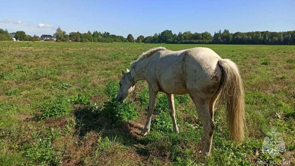 Видно было только голову: в Заозерье кобыла провалилась в колодец (фото) - Новости Калининграда | Фото: МЧС региона