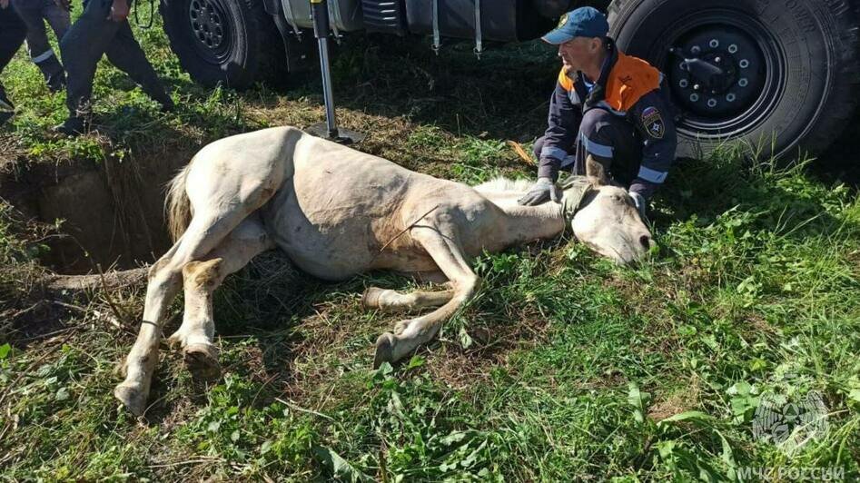 Видно было только голову: в Заозерье кобыла провалилась в колодец (фото) - Новости Калининграда | Фото: МЧС региона