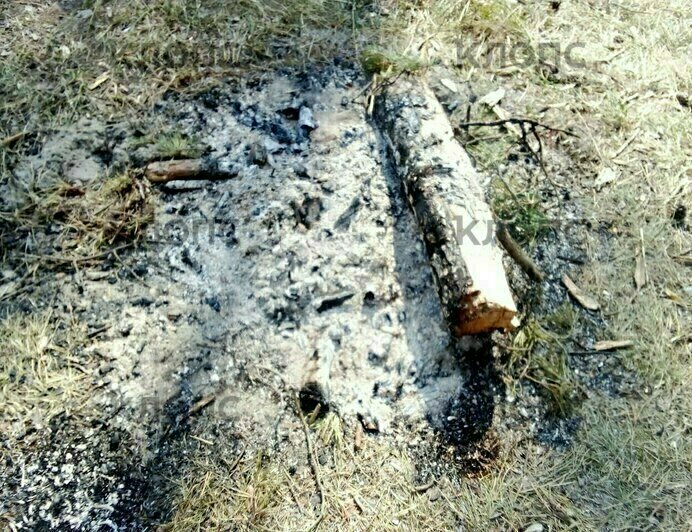 В Сокольниках палаточники, уезжая, оставили после себя мусор и горящий костёр (фото) - Новости Калининграда | Фото: Зоя Будникова