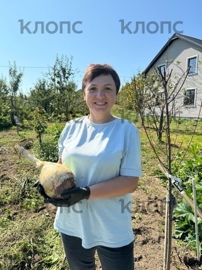 Золушке бы понравилось: в Калининградской области садоводы выращивают тыквы весом до 300 кг (фото) - Новости Калининграда | Фото: Аксана Соколова