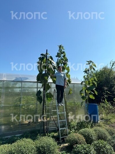 Золушке бы понравилось: в Калининградской области садоводы выращивают тыквы весом до 300 кг (фото) - Новости Калининграда | Фото: Аксана Соколова