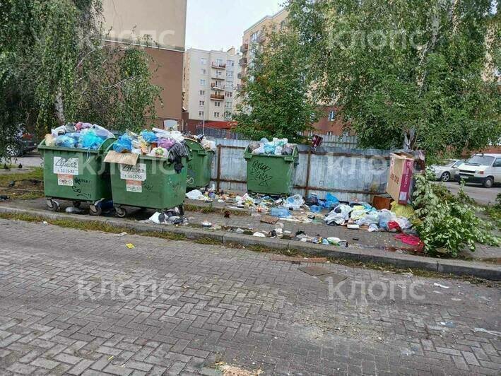 Поселились бомжи и бездомные собаки: жители Калининграда снова жалуются на переполненные кески в их дворах (фото)   - Новости Калининграда | Фото: Анна Морозова