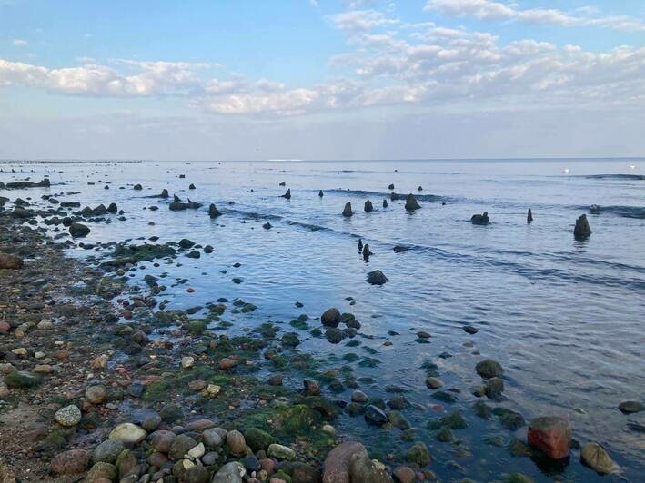 В Зеленоградске отлив обнажил дно и остатки реликтового леса (фото) - Новости Калининграда | Фото: «Клопс»